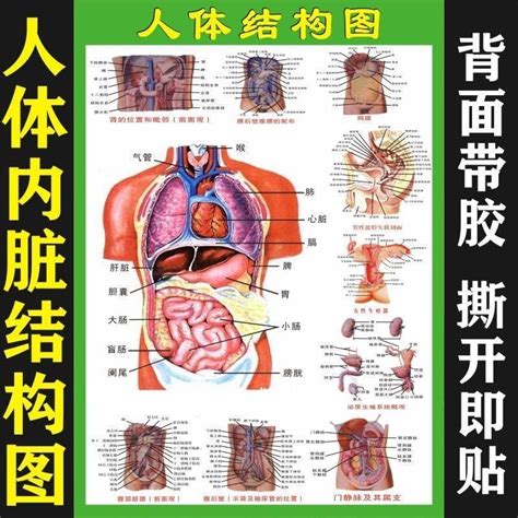 內臟有哪些|人體內臟解剖圖最全整理，醫生必備！